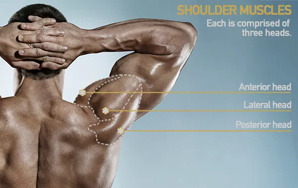 12 Best Exercises for Building Shoulder Mass