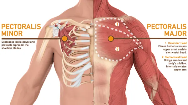 13 Exercises to Enhance Chest and Triceps Growth and Strength
