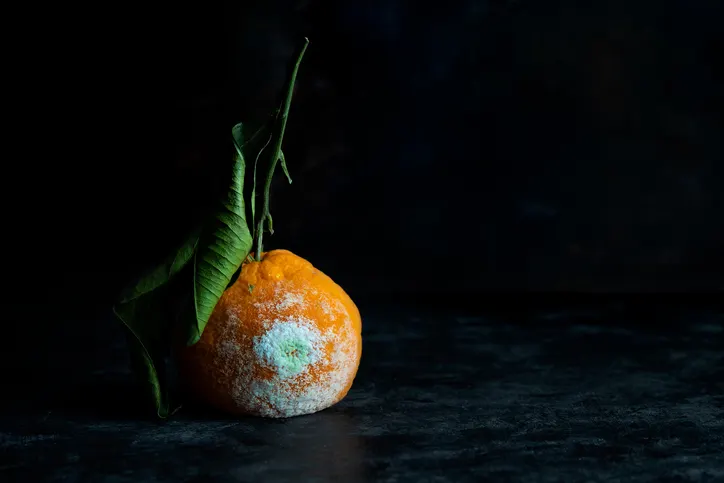 The Risks of Consuming Moldy Foods