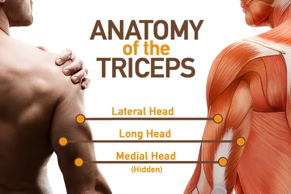 Mastering the Triceps Rope Pushdown (Video Guide)