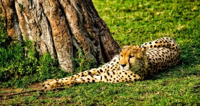 Why More Australians are Choosing East Africa Over Europe